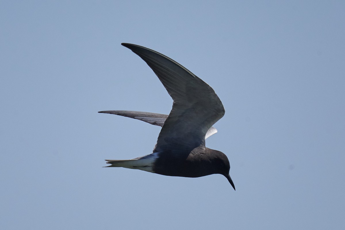 Black Tern - ML620115061