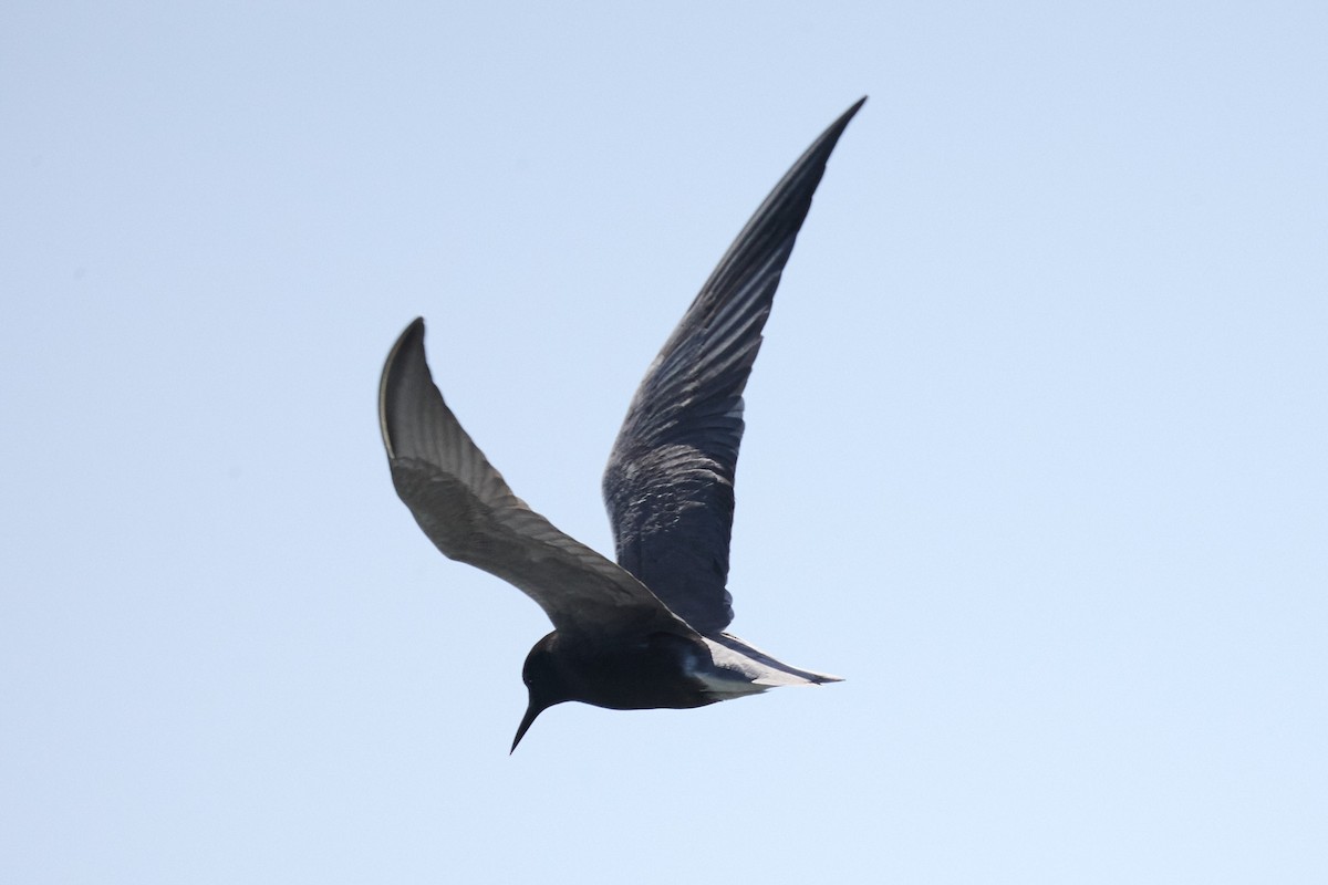 Black Tern - ML620115062