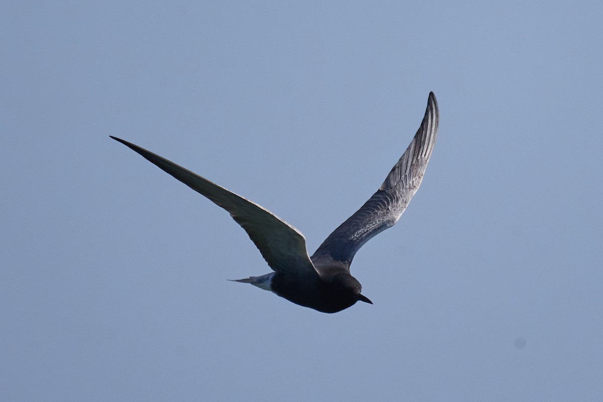 Black Tern - ML620115063