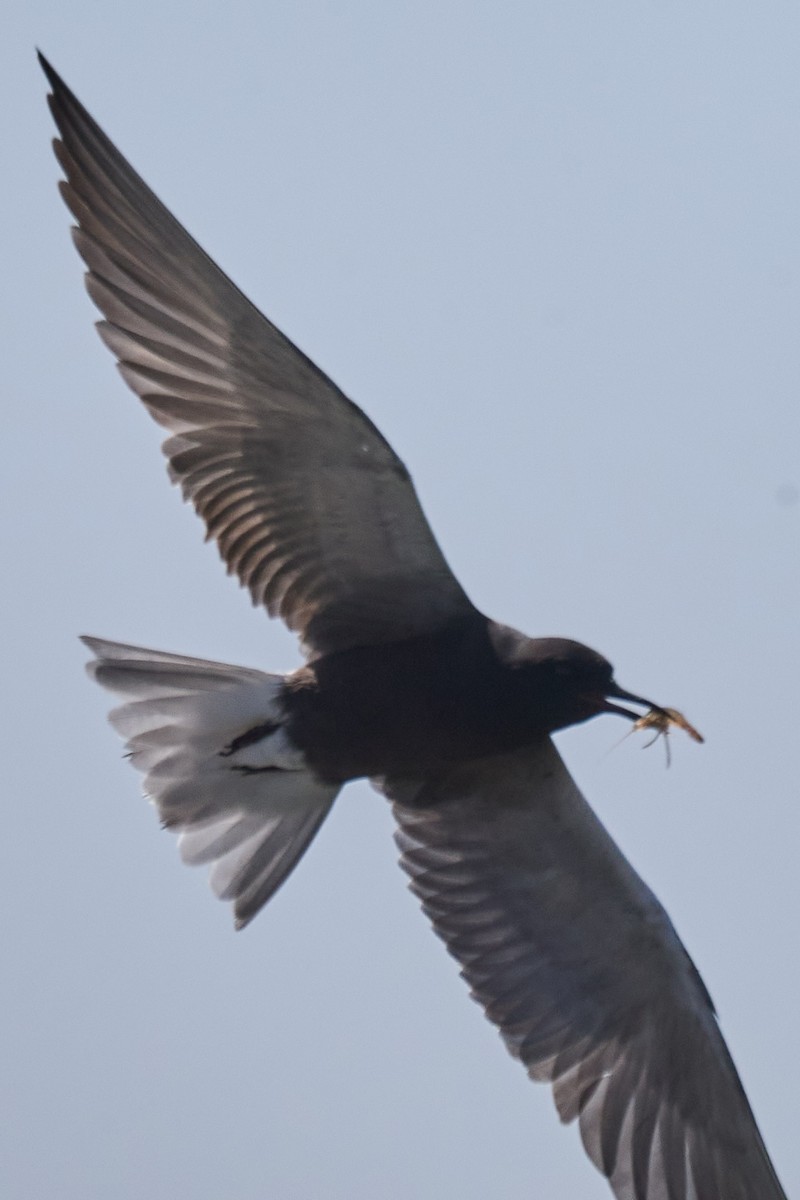 Black Tern - ML620115064