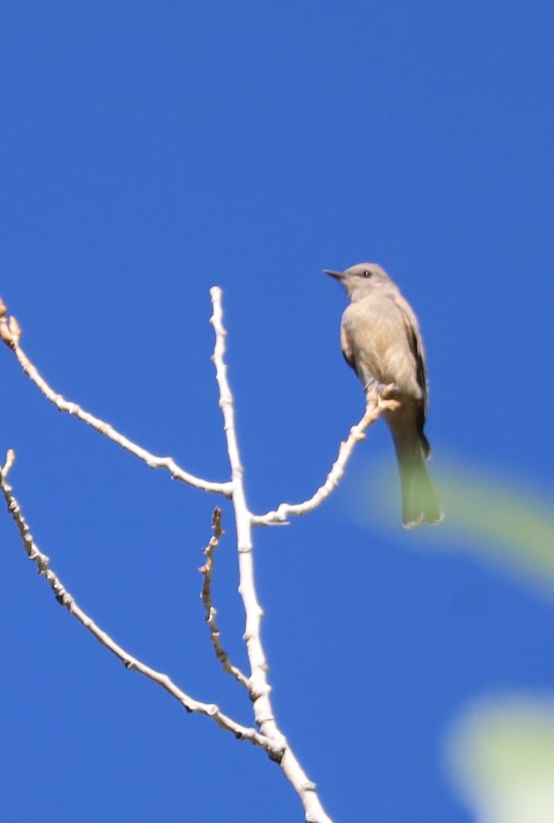 new world flycatcher sp. - ML620115066