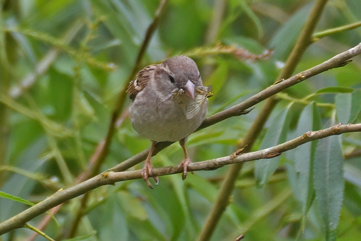 House Sparrow - ML620115072