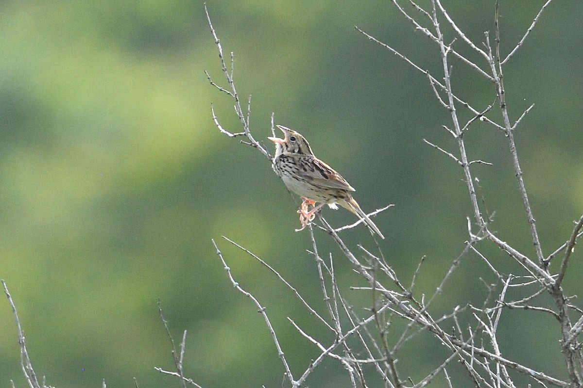 Henslow's Sparrow - ML620115080
