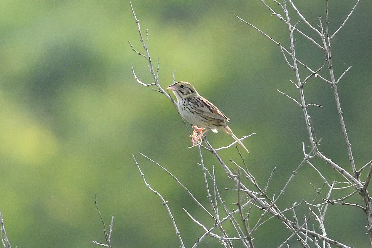 Henslow's Sparrow - ML620115081
