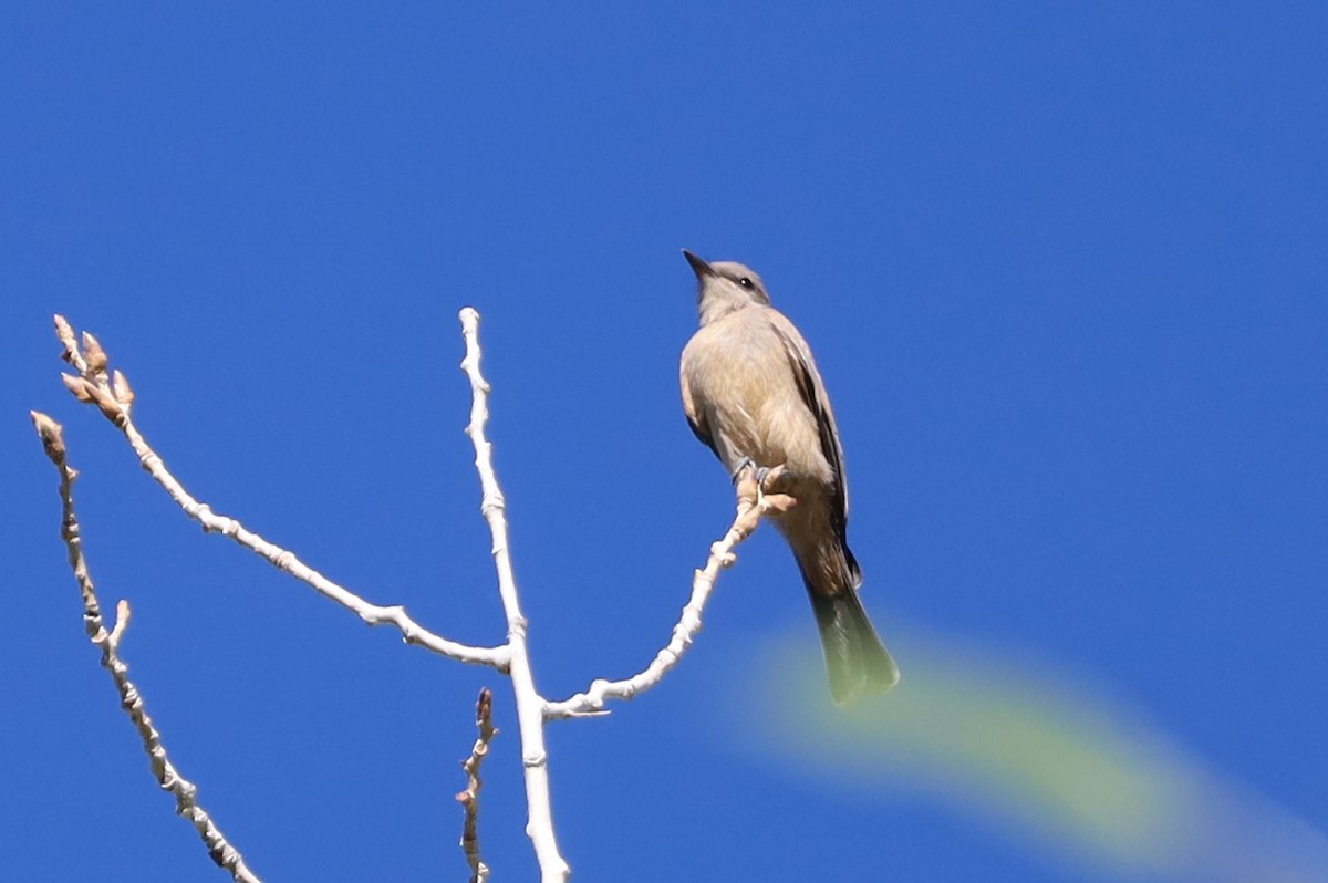 new world flycatcher sp. - ML620115084