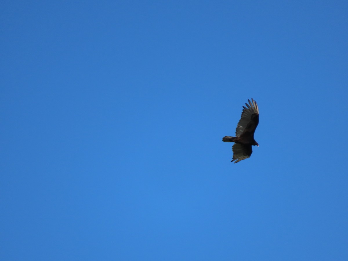 Turkey Vulture - ML620115096