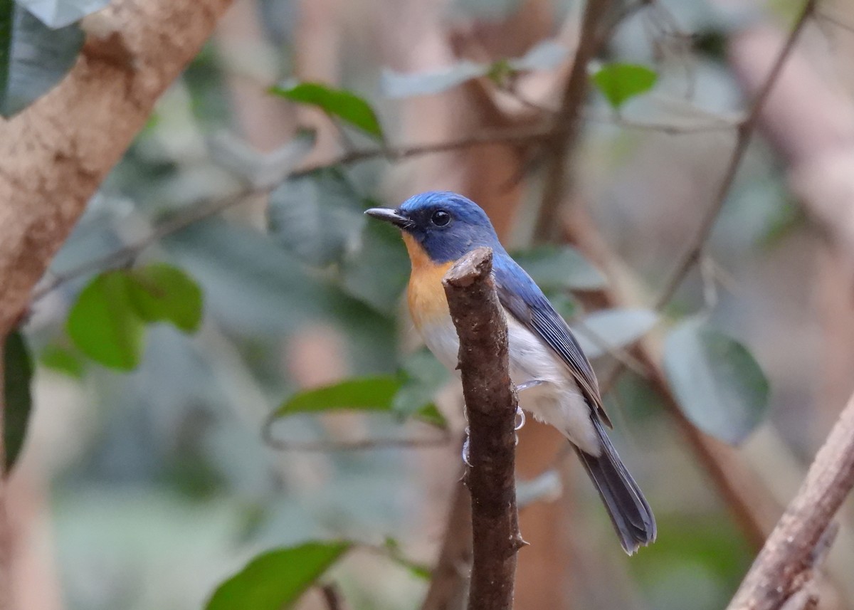 Indochinese Blue Flycatcher - ML620115098