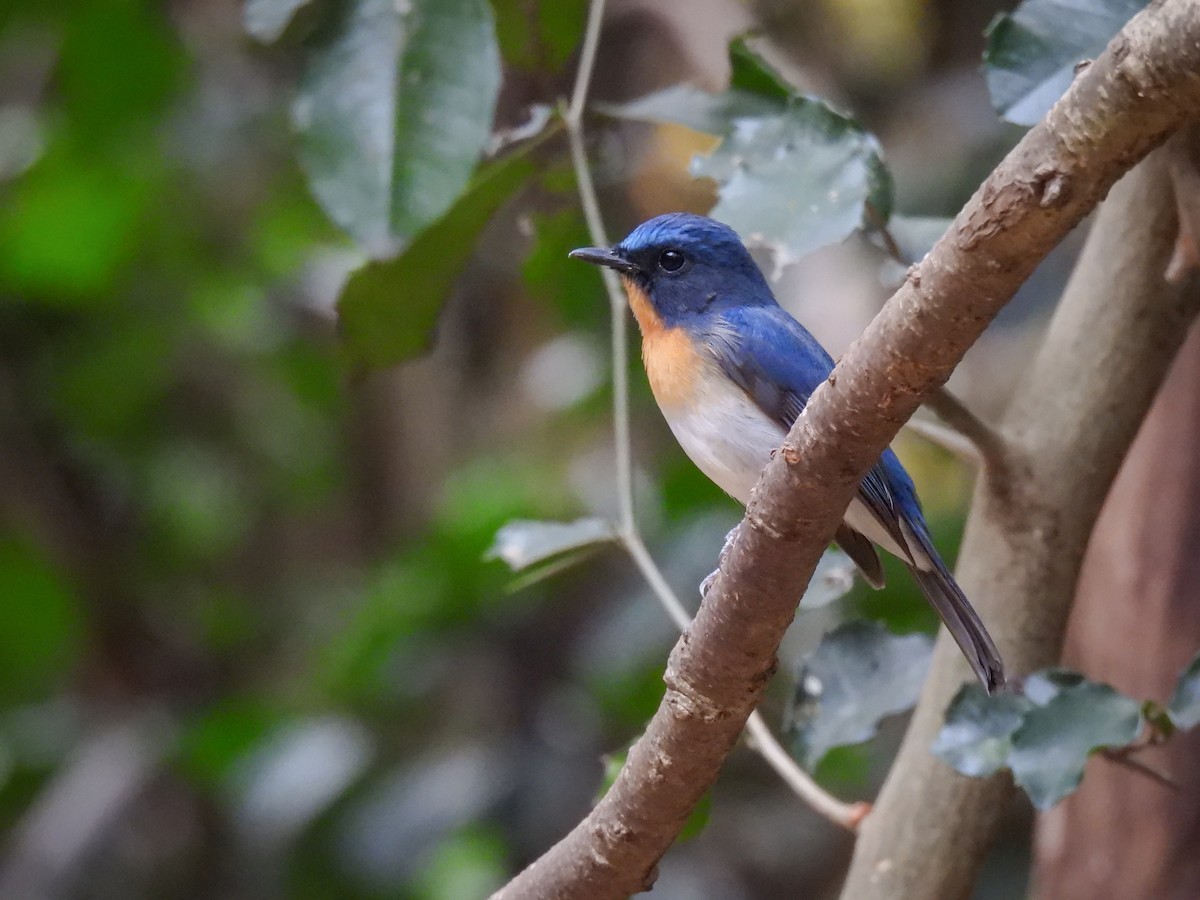 Indochinese Blue Flycatcher - ML620115100