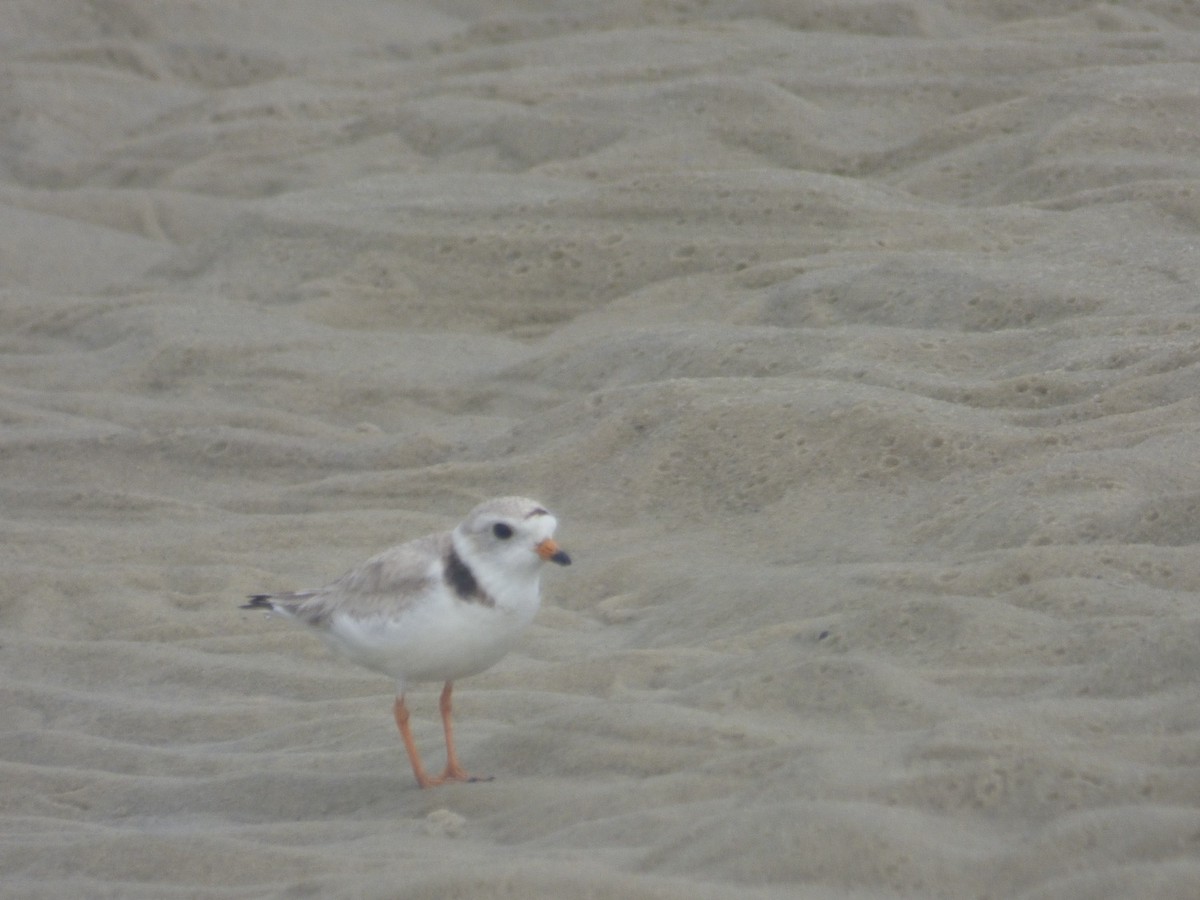 Piping Plover - ML620115116