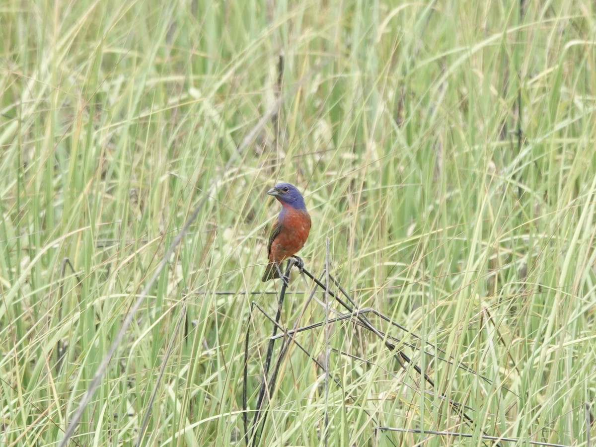 Painted Bunting - ML620115119