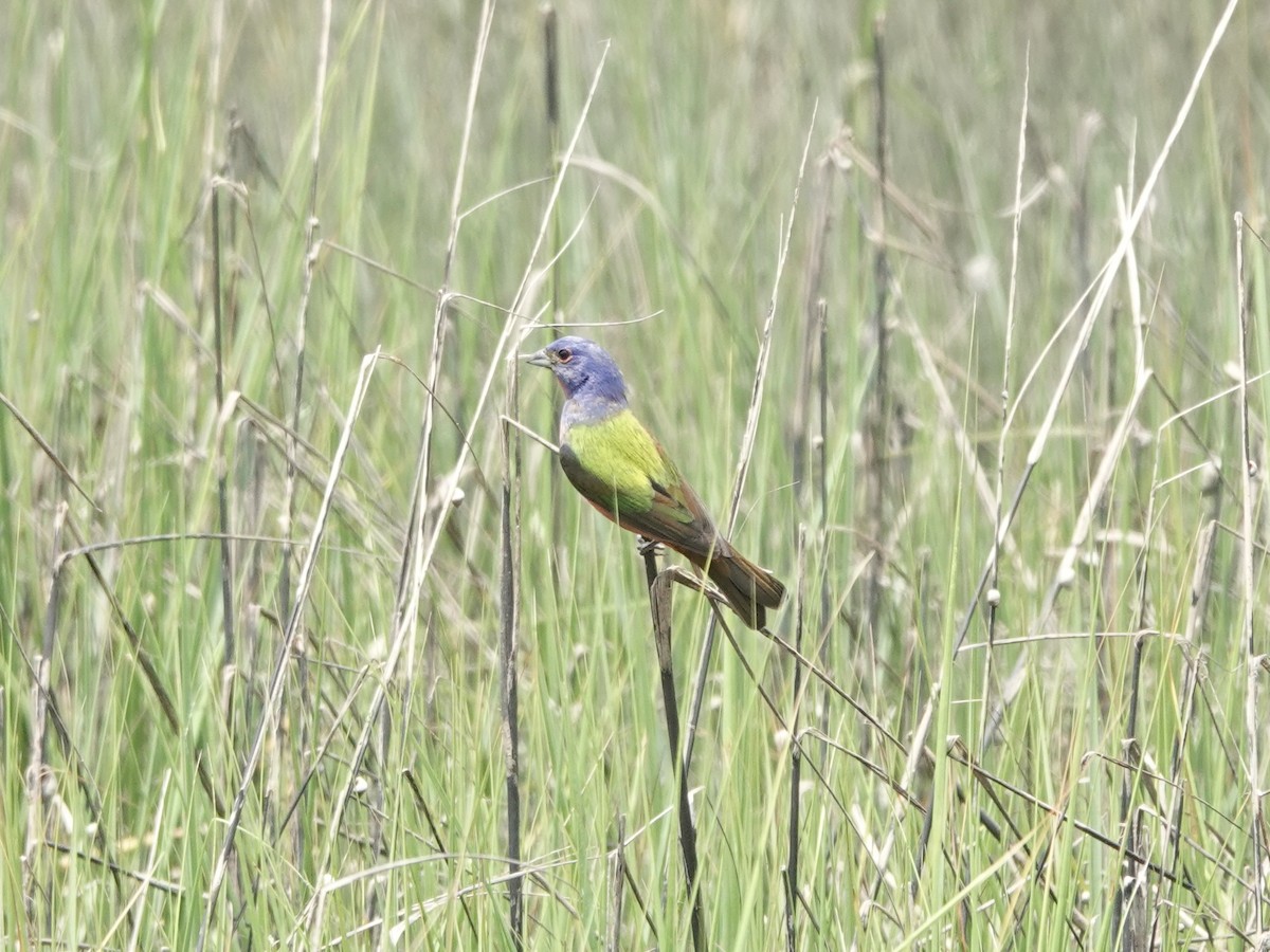 Painted Bunting - ML620115121