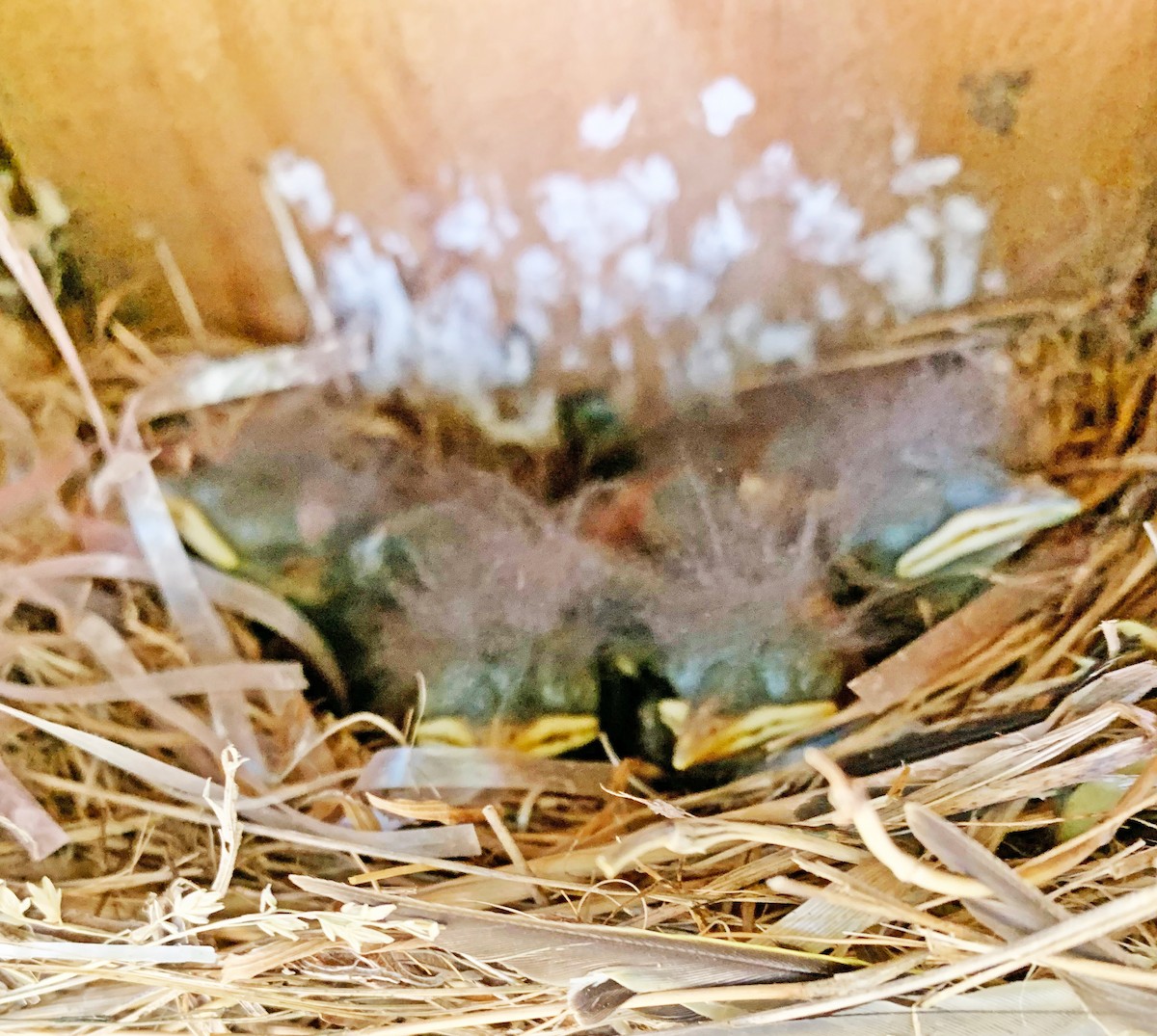 Western Bluebird - ML620115131