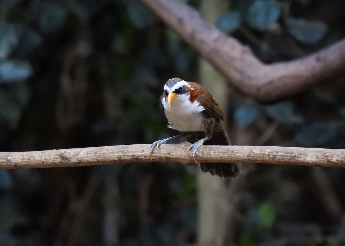 White-browed Scimitar-Babbler - ML620115142