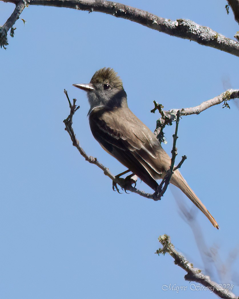 Great Crested Flycatcher - ML620115162
