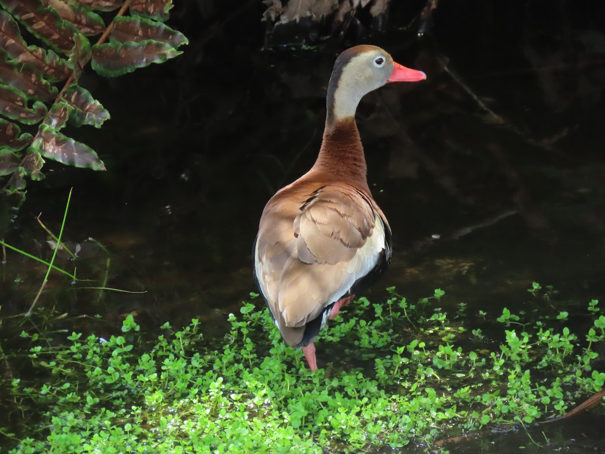 Black-bellied Whistling-Duck - ML620115172