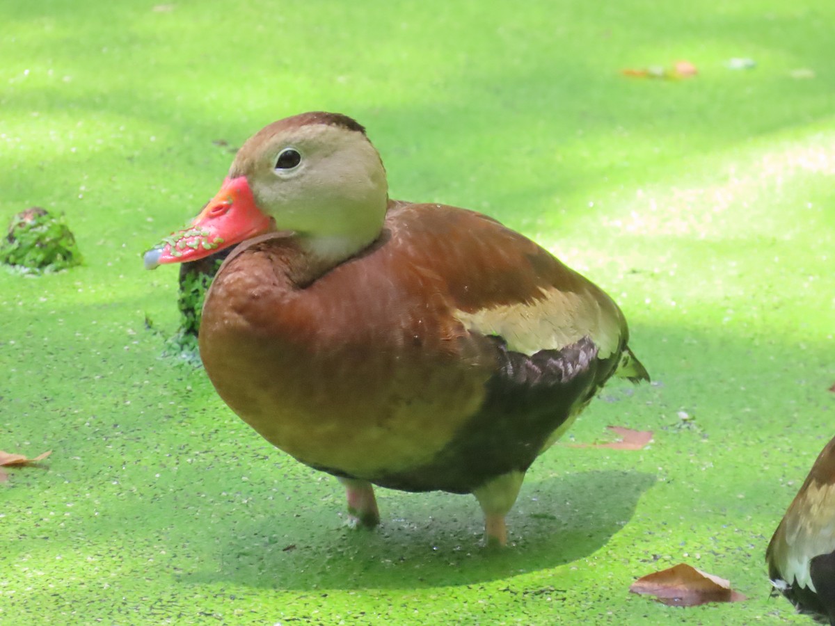 Black-bellied Whistling-Duck - ML620115173