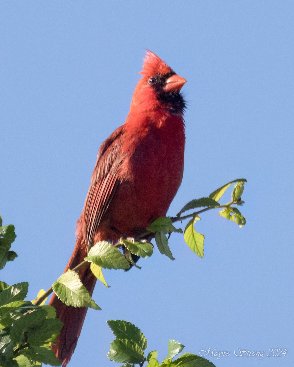 Cardinal rouge - ML620115182