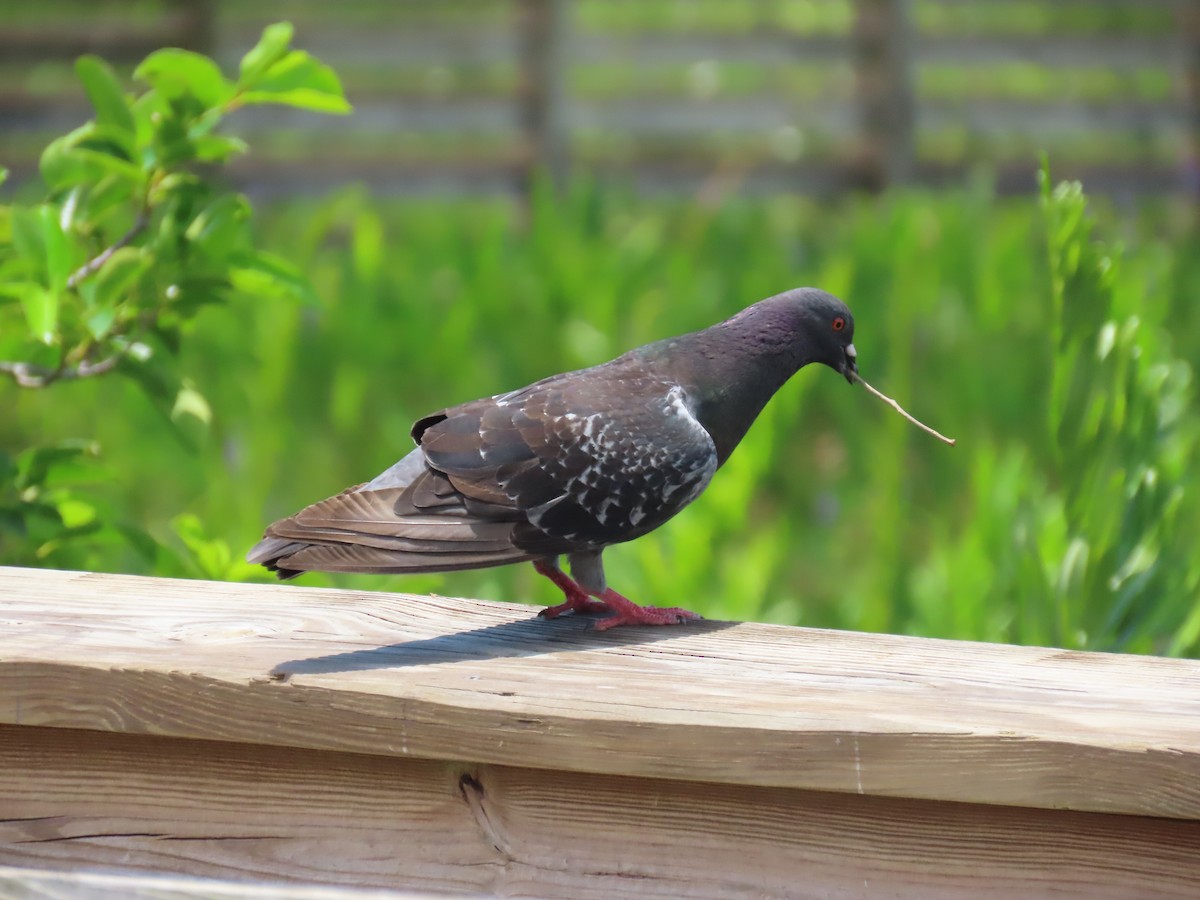 Rock Pigeon (Feral Pigeon) - ML620115188