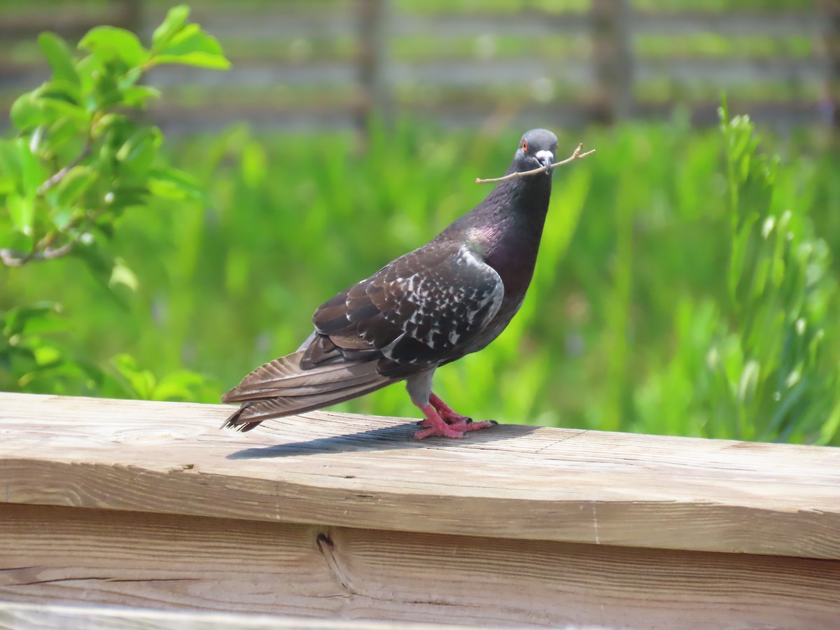 Rock Pigeon (Feral Pigeon) - ML620115189