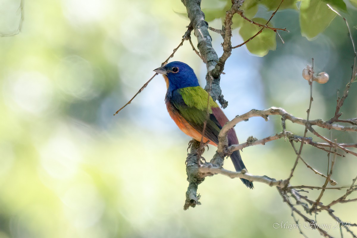 Painted Bunting - ML620115192