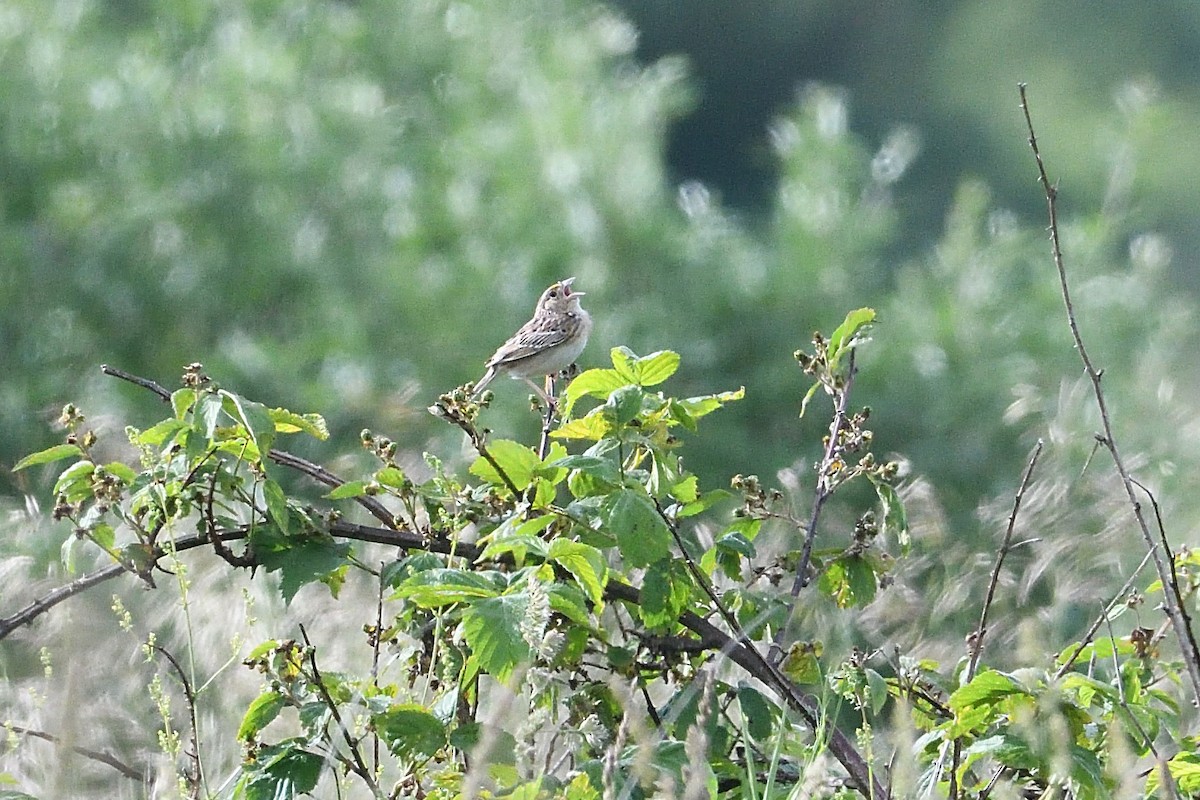 Grasshopper Sparrow - ML620115194