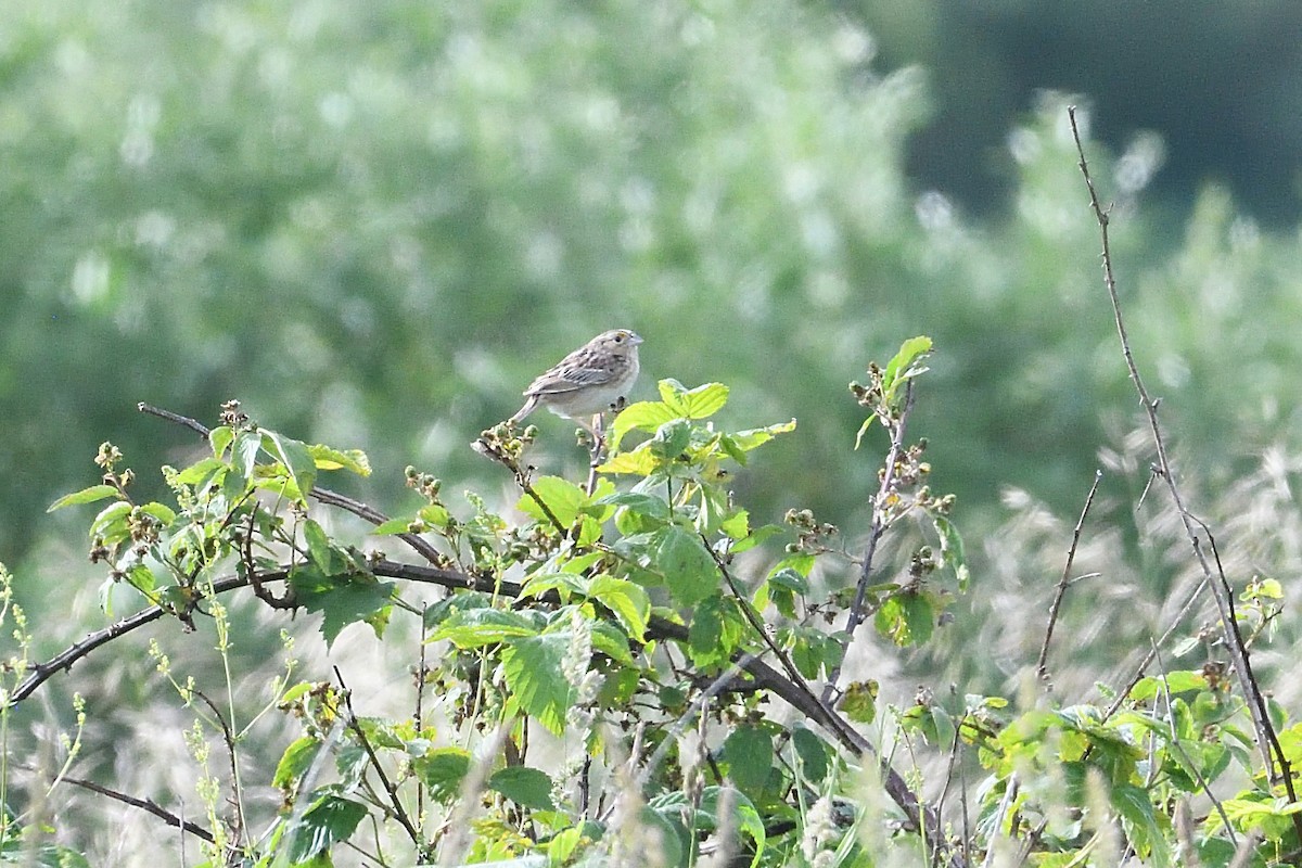 Grasshopper Sparrow - ML620115195
