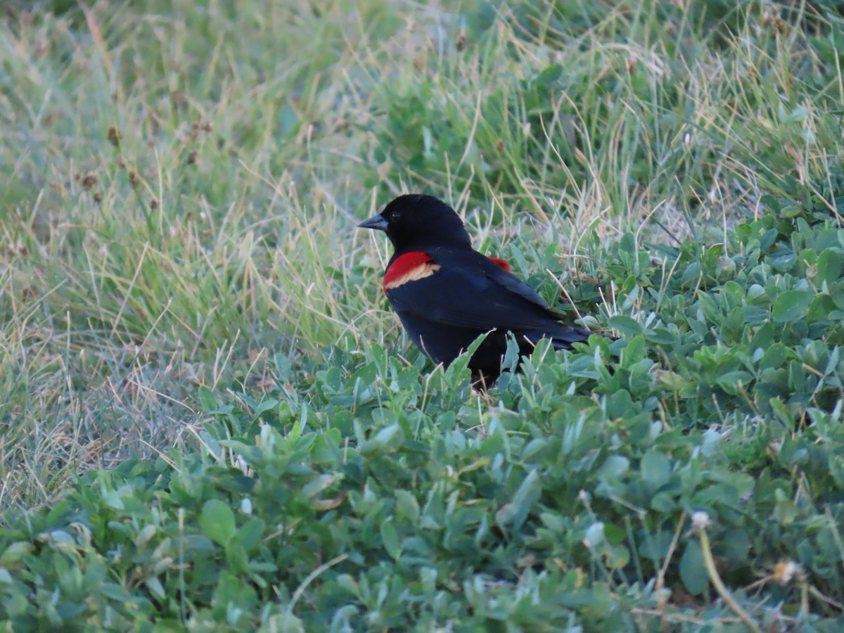 Red-winged Blackbird - ML620115202