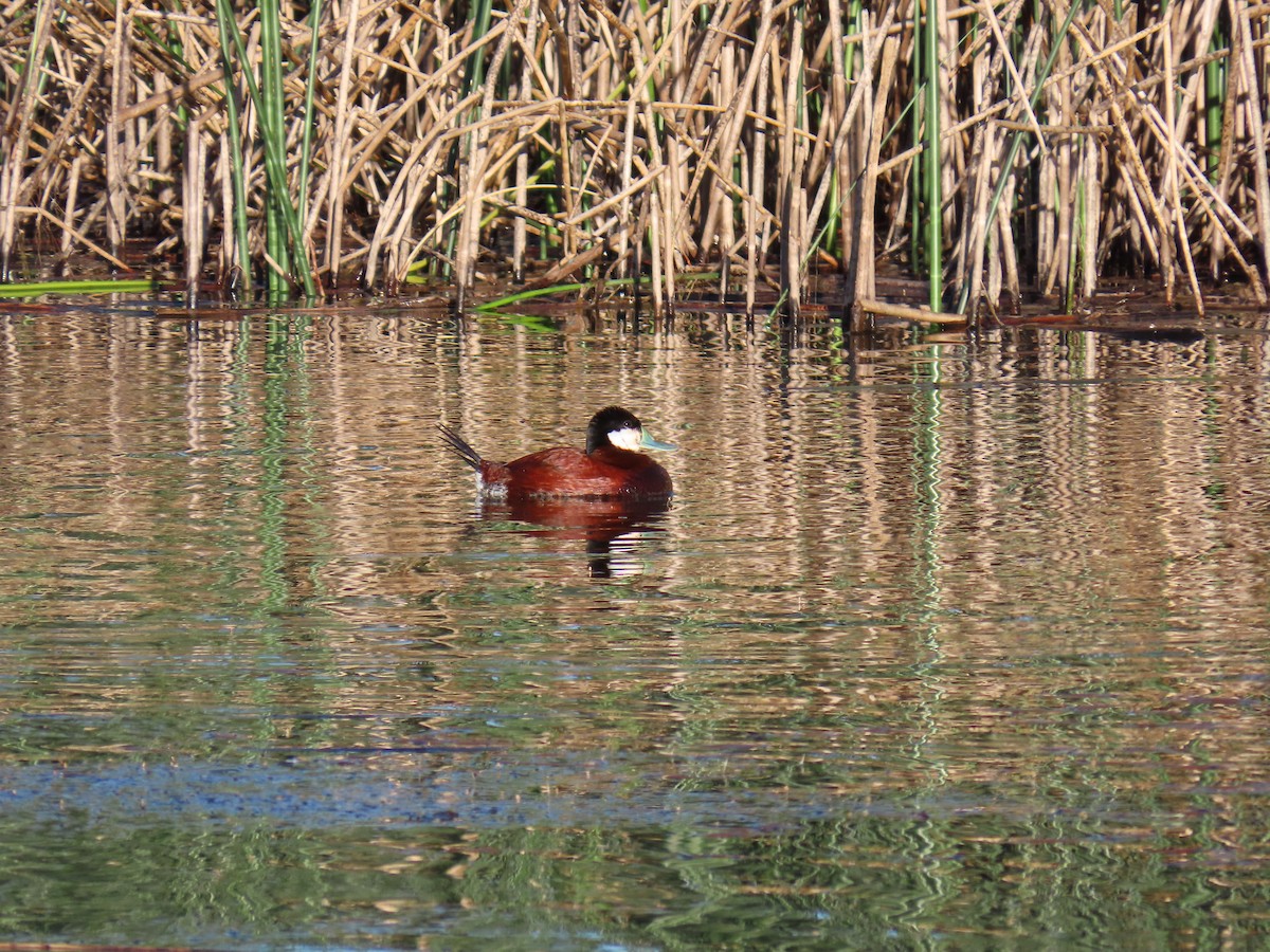 Ruddy Duck - ML620115206