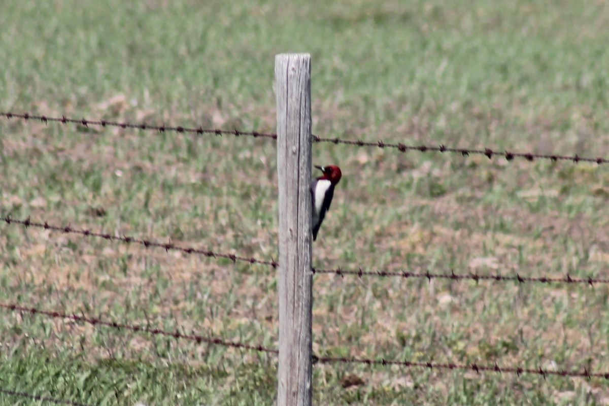 Red-headed Woodpecker - ML620115214