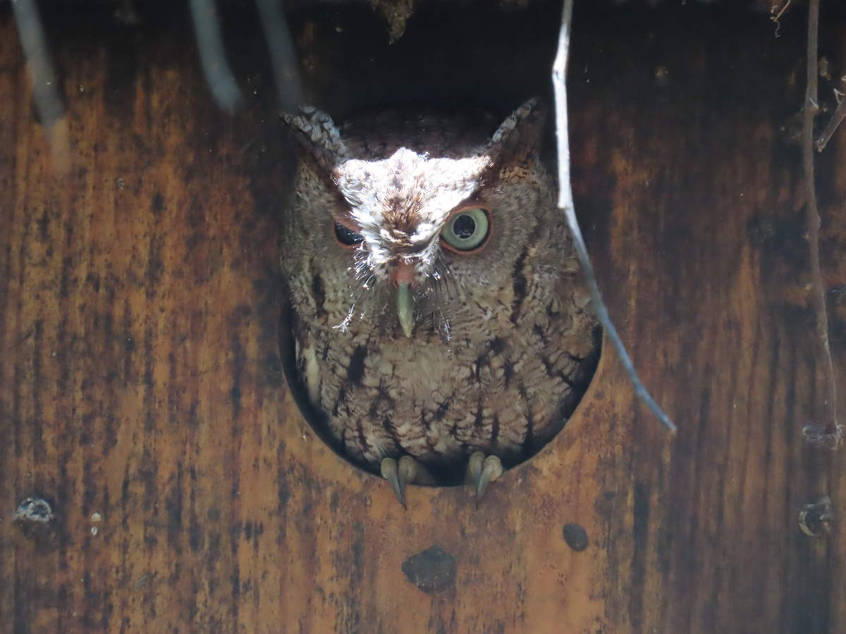 Eastern Screech-Owl - ML620115218