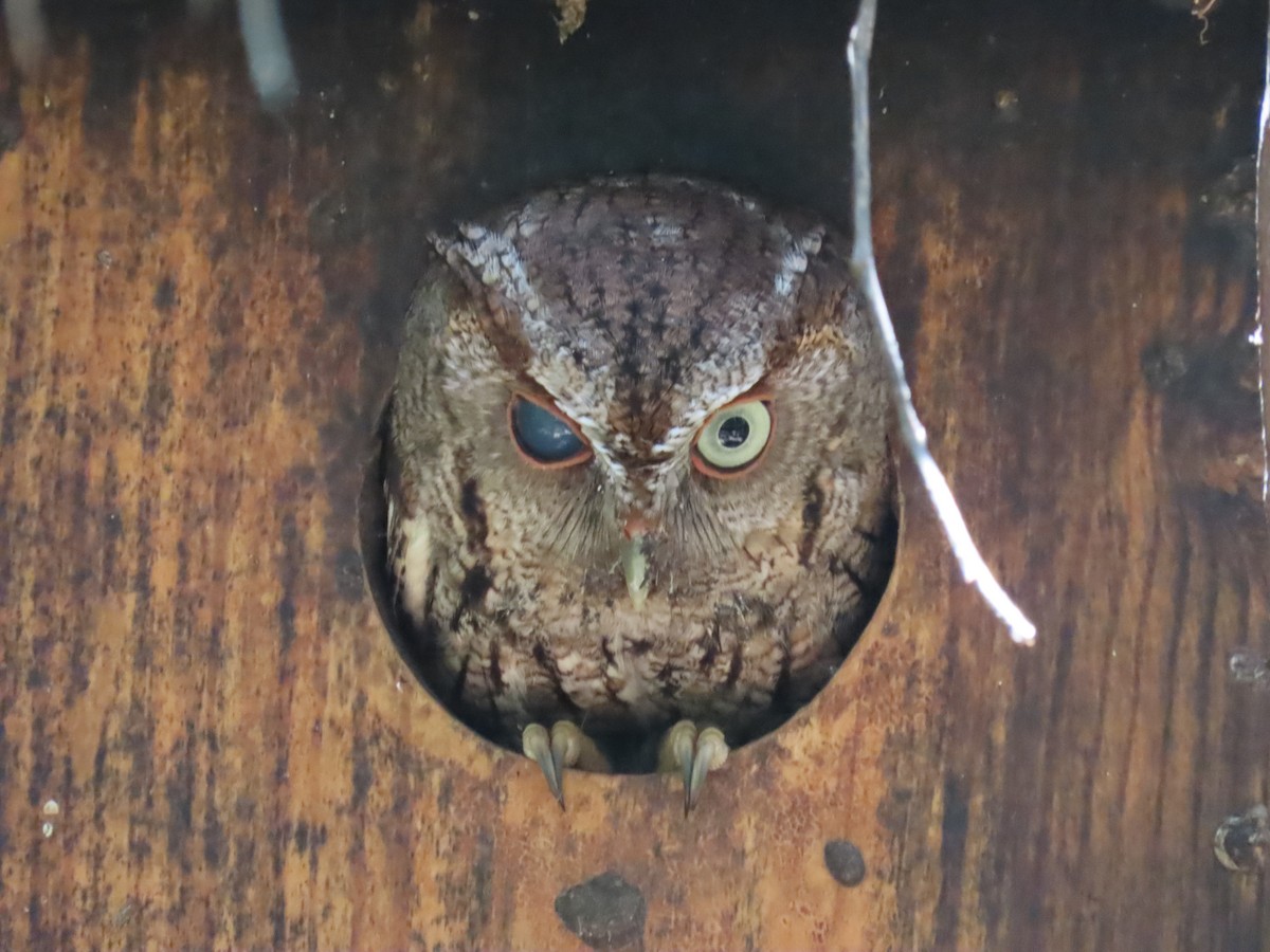 Eastern Screech-Owl - ML620115219