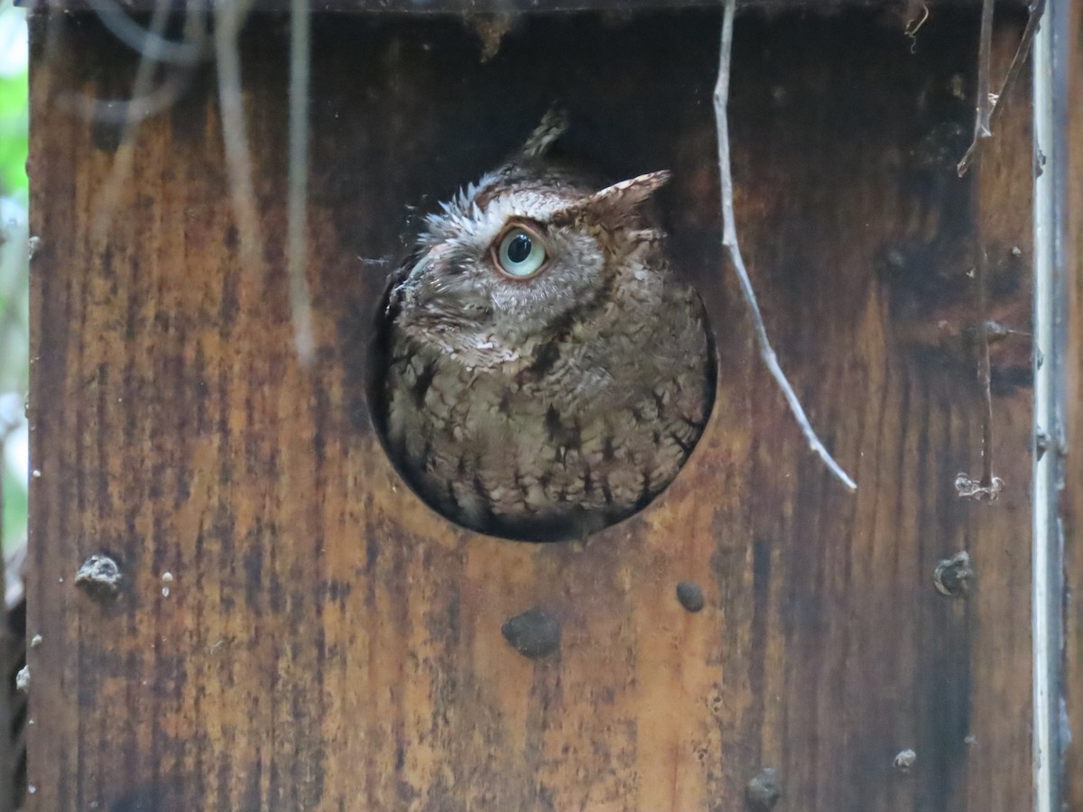 Eastern Screech-Owl - ML620115221