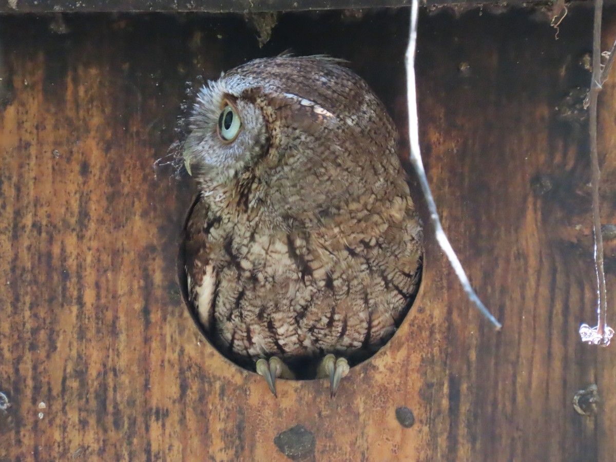 Eastern Screech-Owl - ML620115223