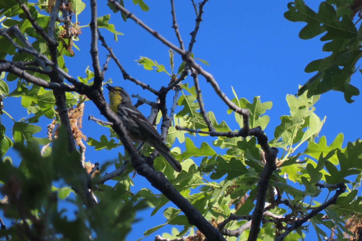 Grace's Warbler - ML620115230