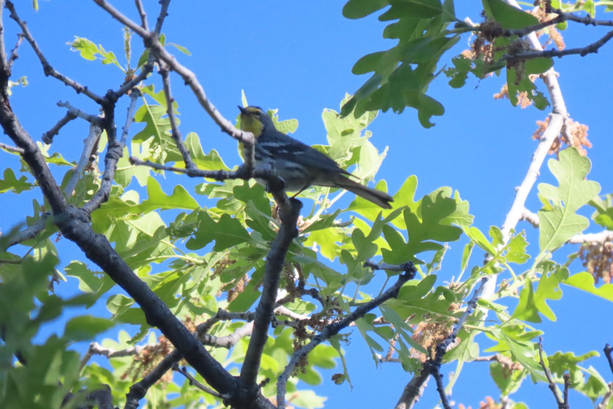 Grace's Warbler - ML620115231