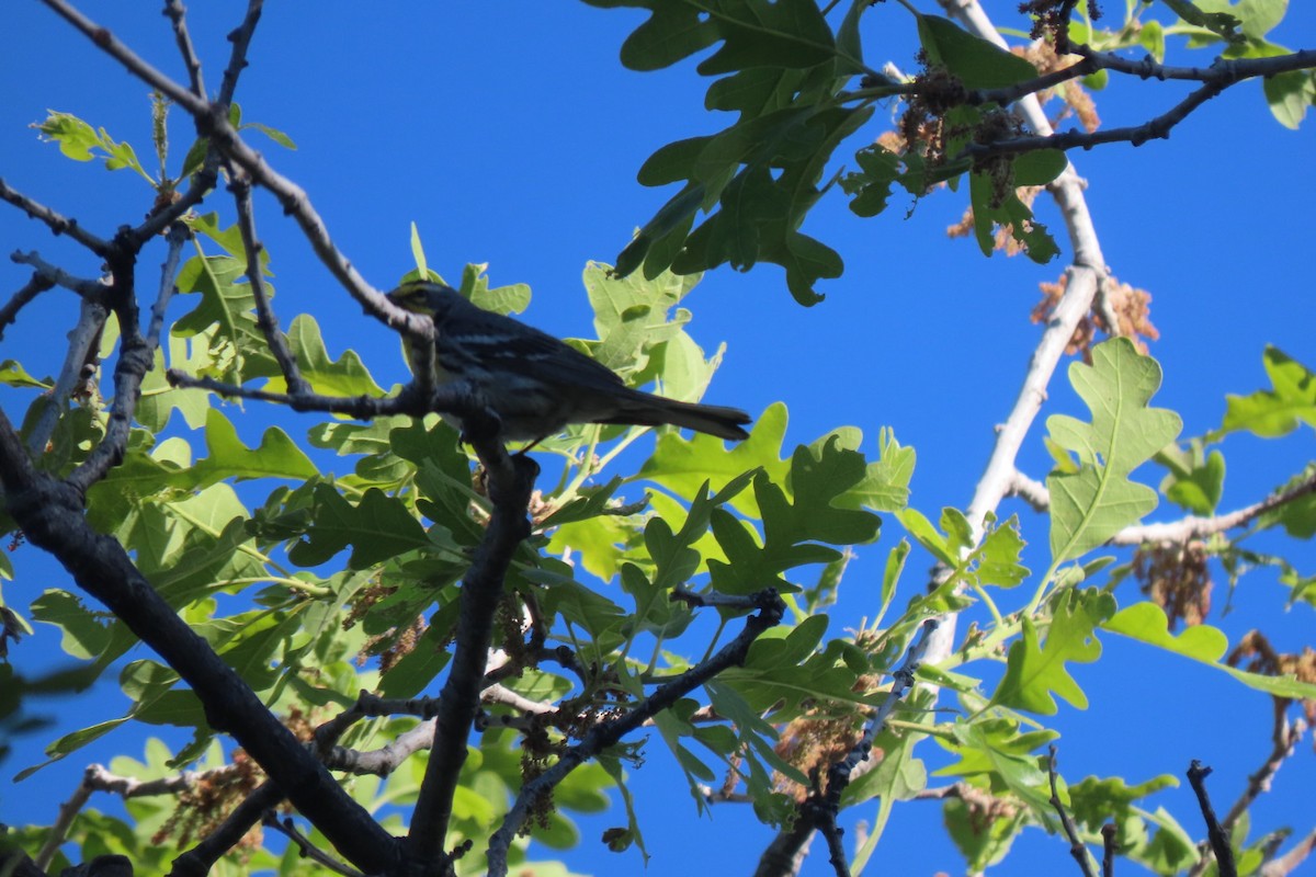 Grace's Warbler - ML620115232