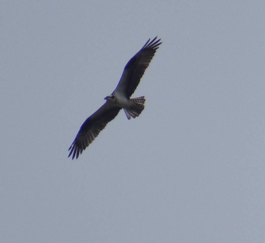 Águila Pescadora - ML620115245