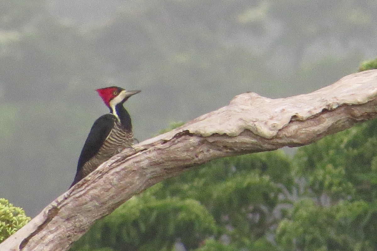Crimson-crested Woodpecker - ML620115246