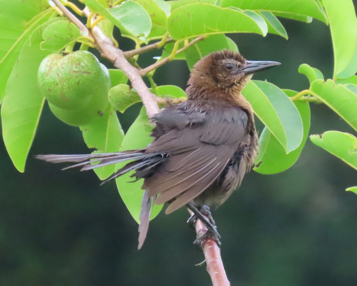 Boat-tailed Grackle - ML620115252