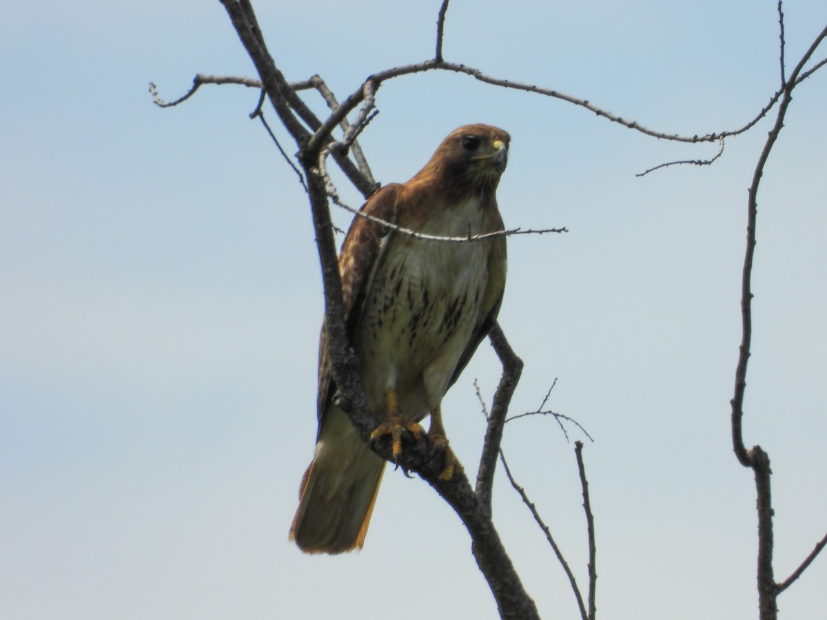 Red-tailed Hawk - ML620115255