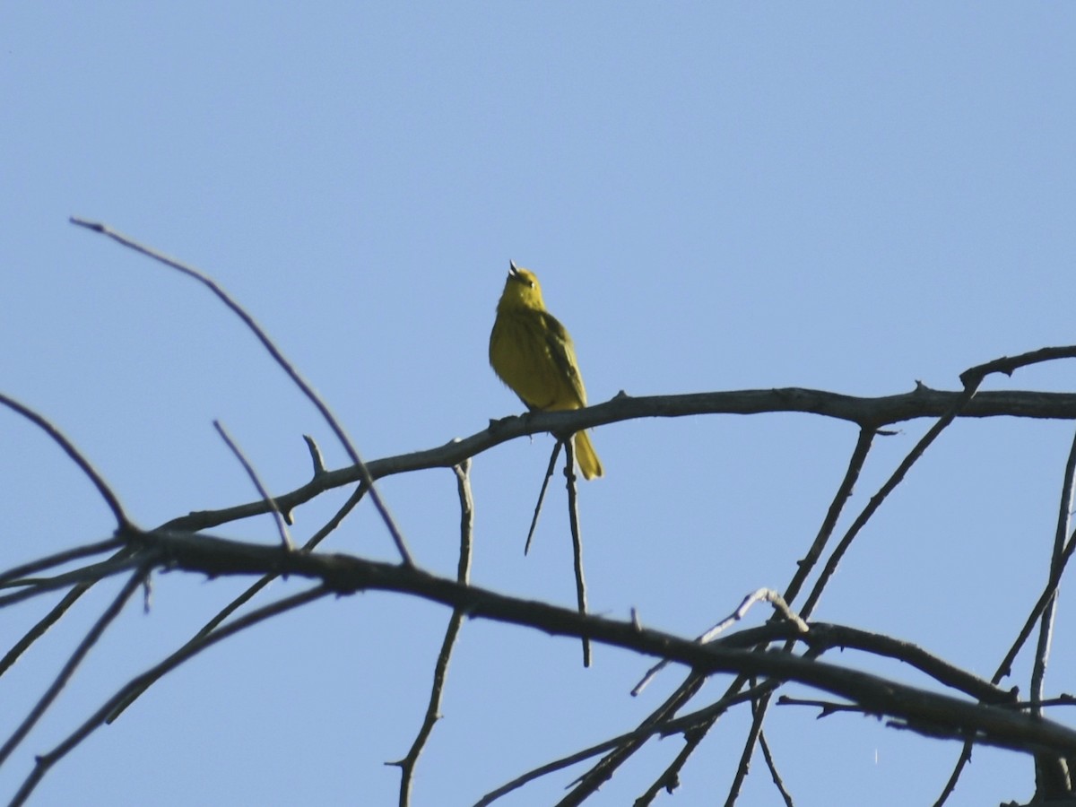 Yellow Warbler - ML620115256