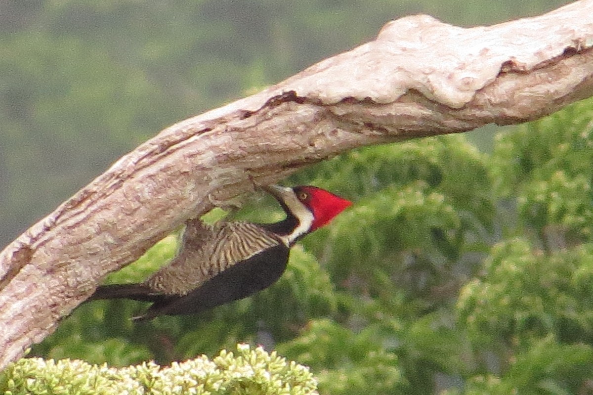 Crimson-crested Woodpecker - ML620115268