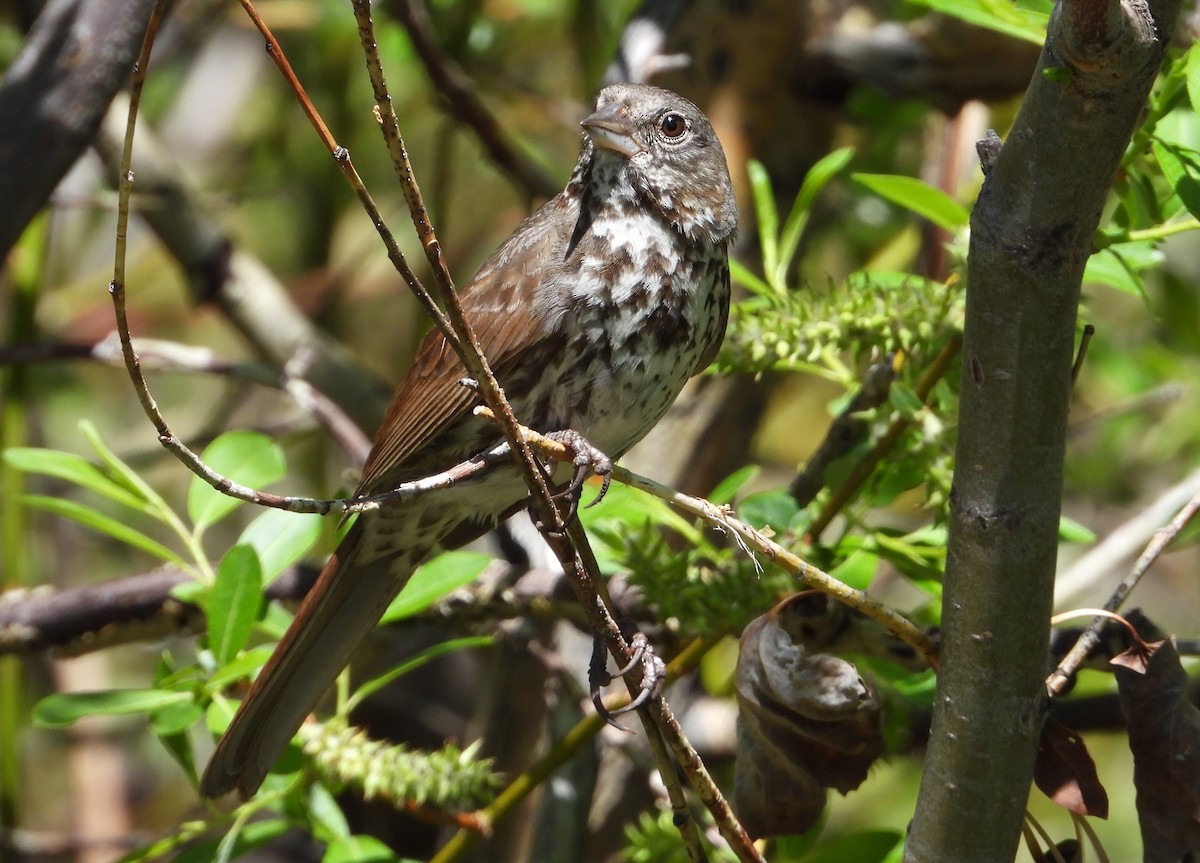 Fox Sparrow - ML620115270