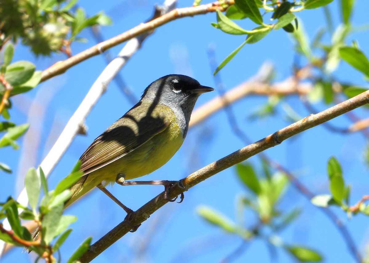 MacGillivray's Warbler - ML620115279