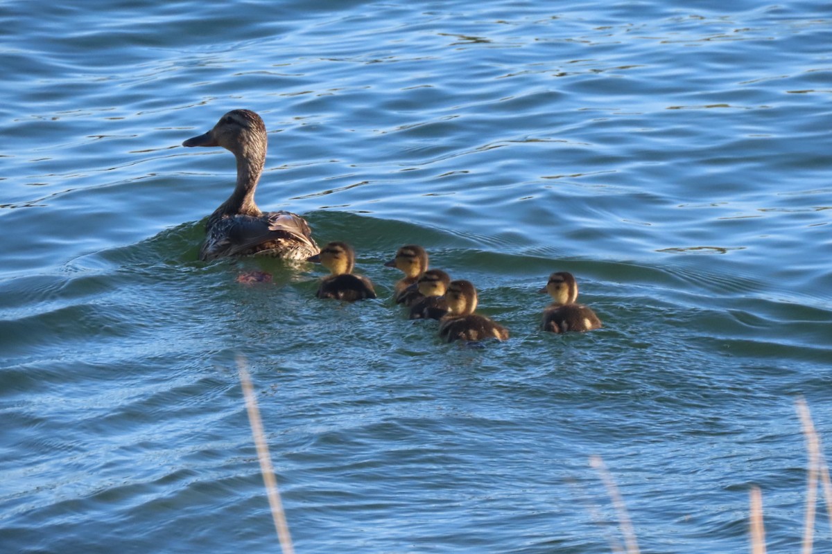 Mallard - ML620115287