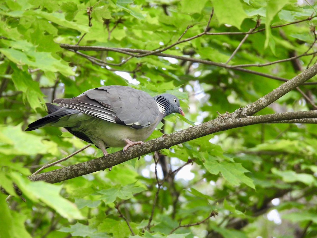 Common Wood-Pigeon - ML620115292