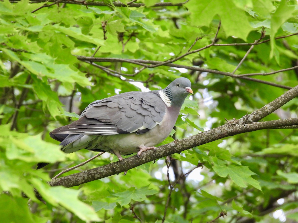 holub hřivnáč - ML620115293
