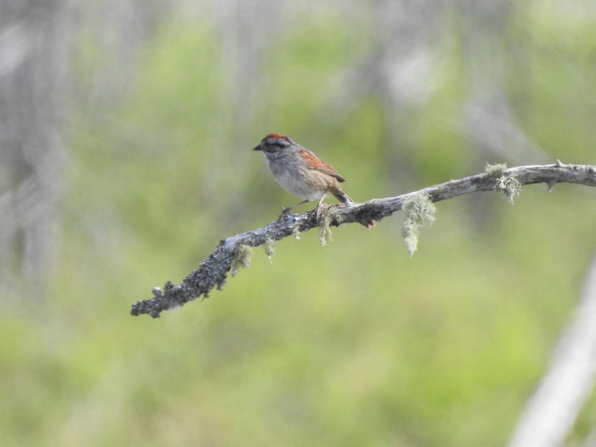 Swamp Sparrow - ML620115297