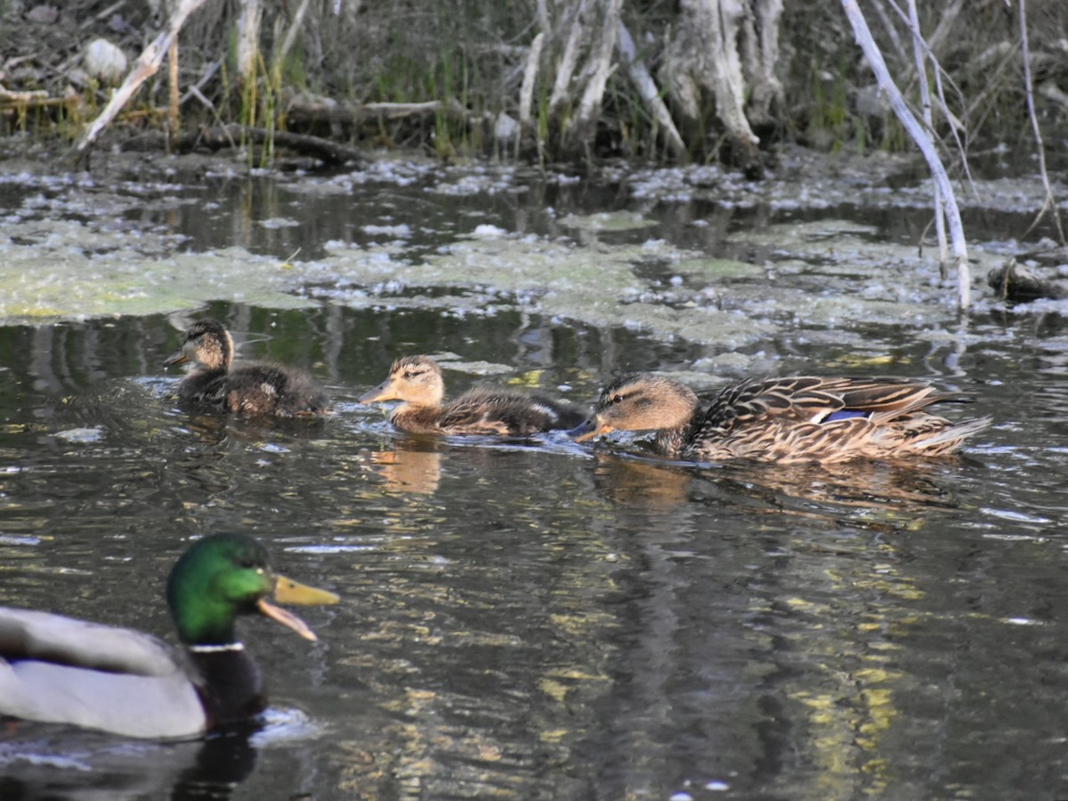 Stockente - ML620115299