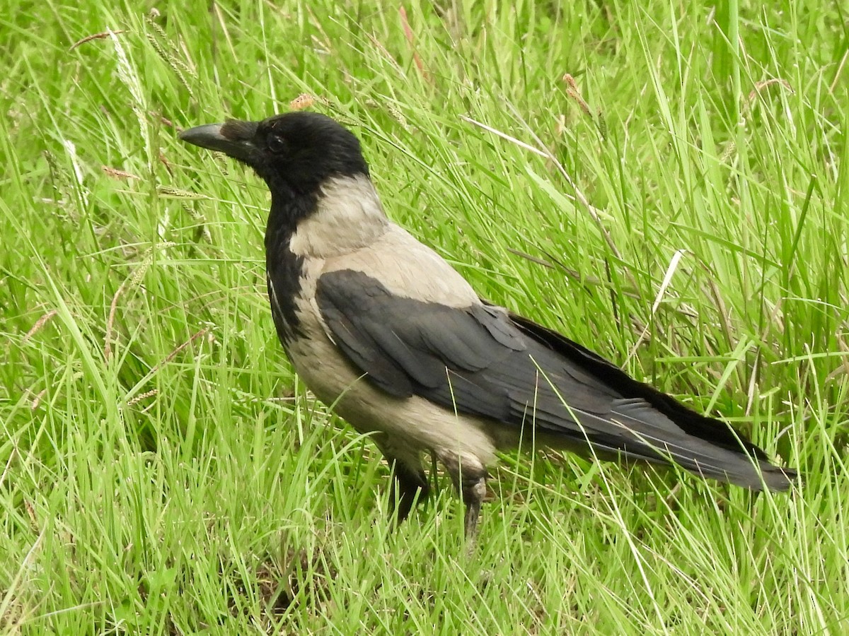 Hooded Crow - ML620115305